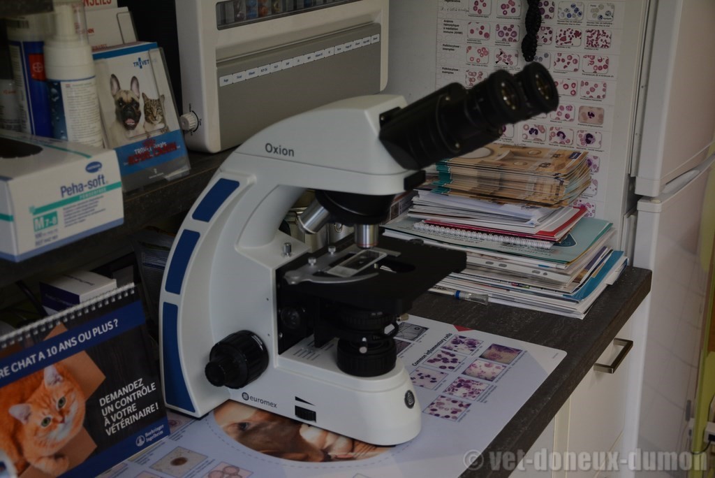 microscope binoculaire