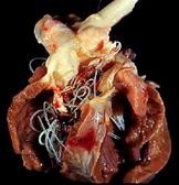 ver cardiaque (dirofilariose)