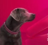 Belfius Direct assurance chien
